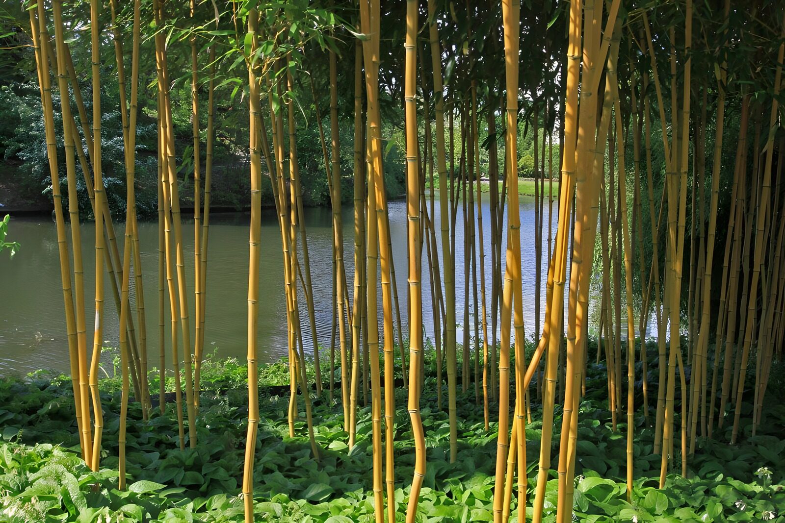 TP27426: Dunne bamboepalen in botanische tuin met doorkijk op vijver