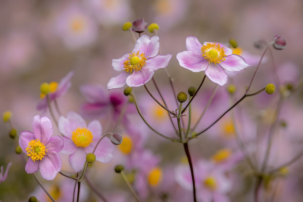 Prachtige roze bloemen in bloei