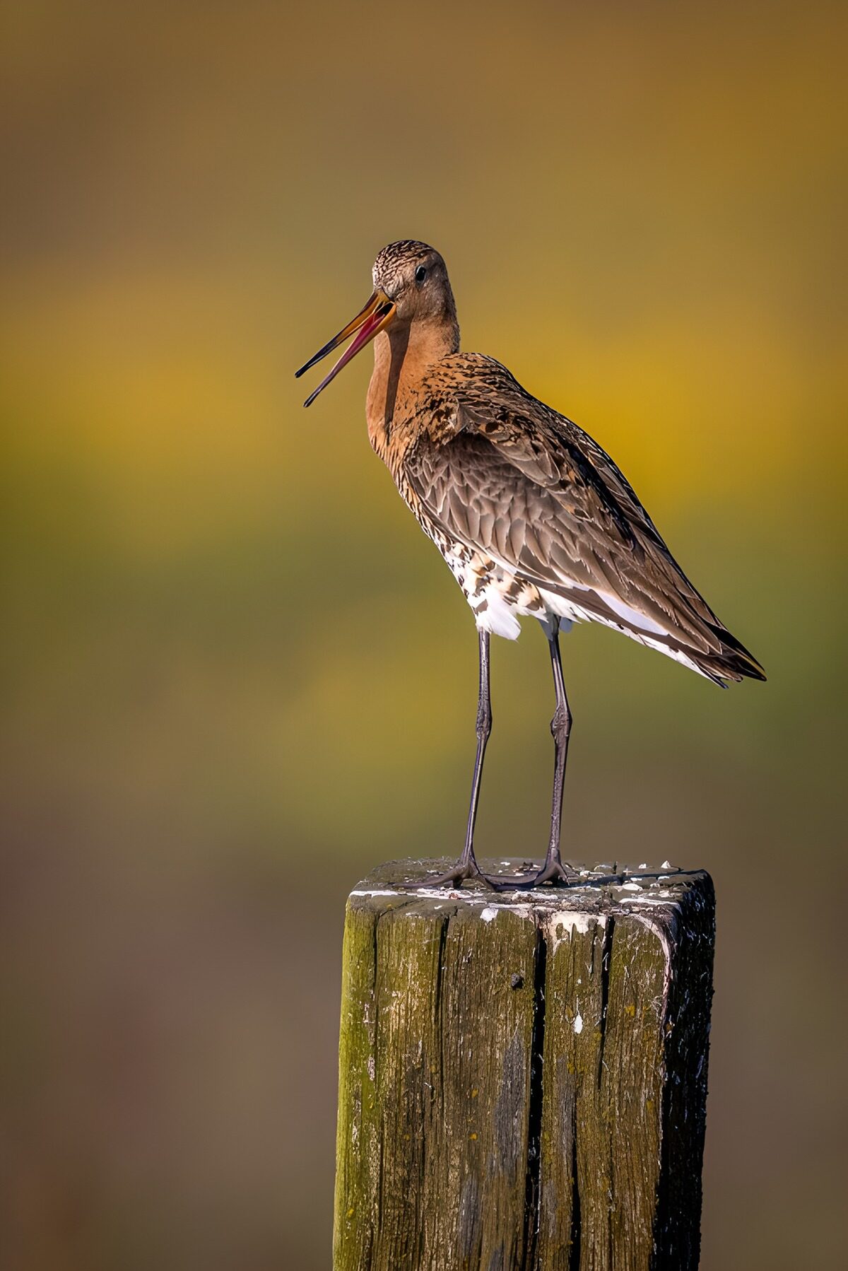 Grutto op een paal