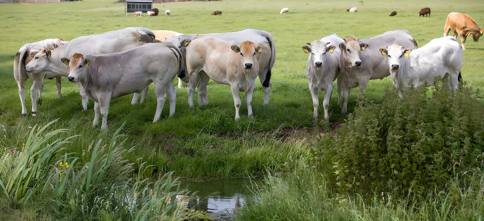 TP89985: Groep Koeien op Groene Weide