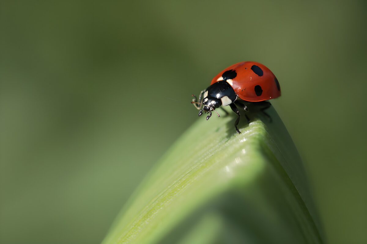 Lieveheersbeestje op een blad