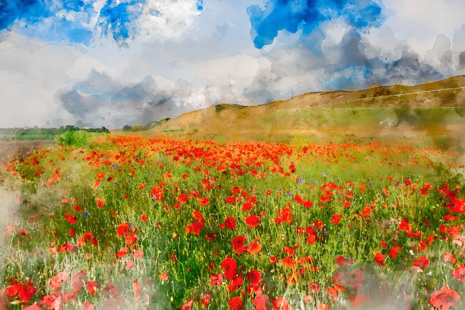 TP87896: Poppyveld onder een Witte Lucht
