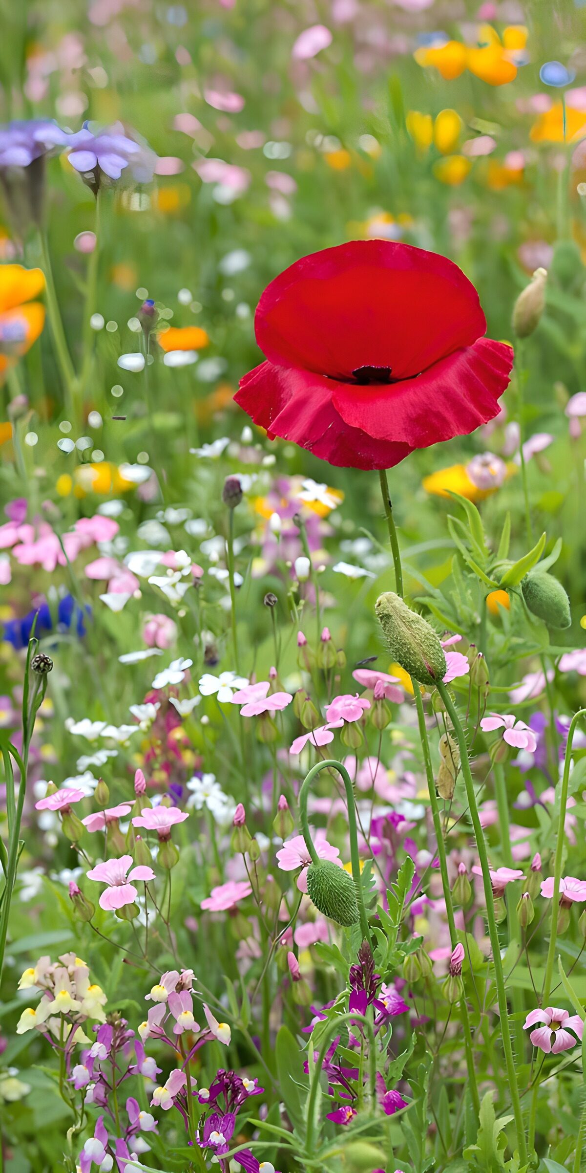 Kleurrijke bloemenweide met klaprozen
