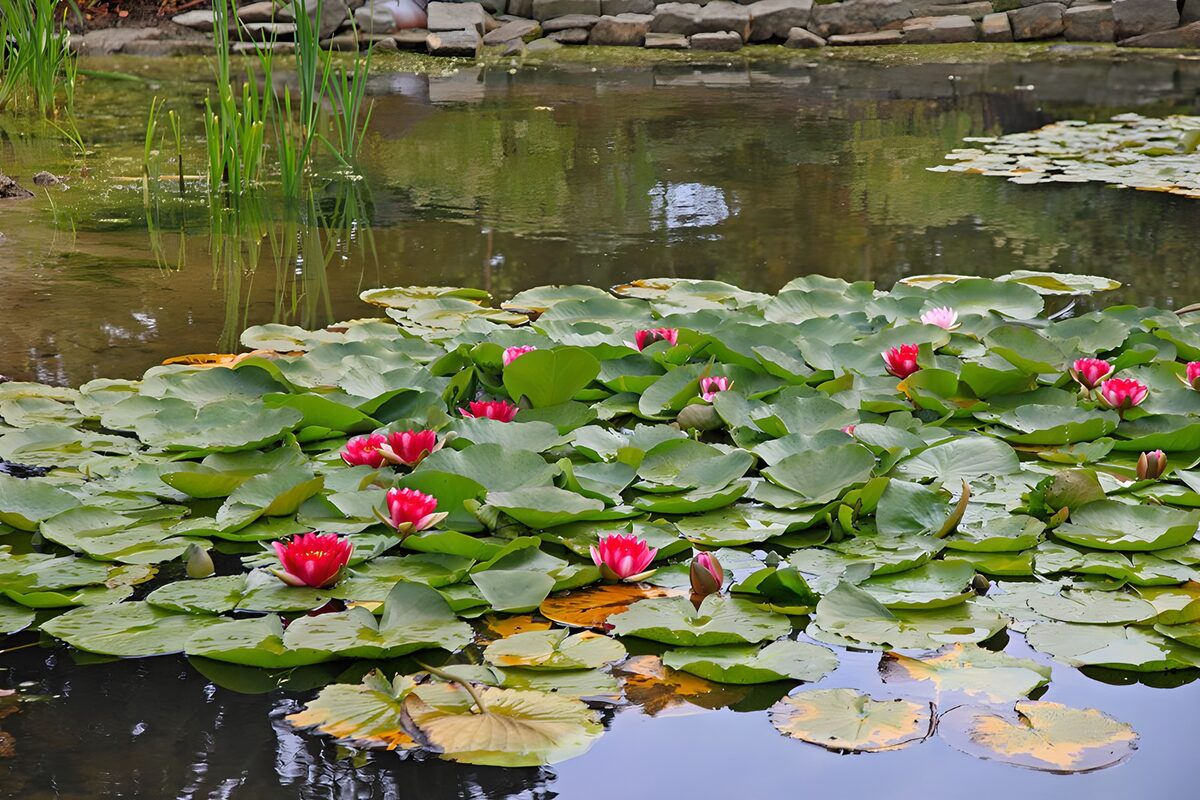 Purple waterlelies in vijver