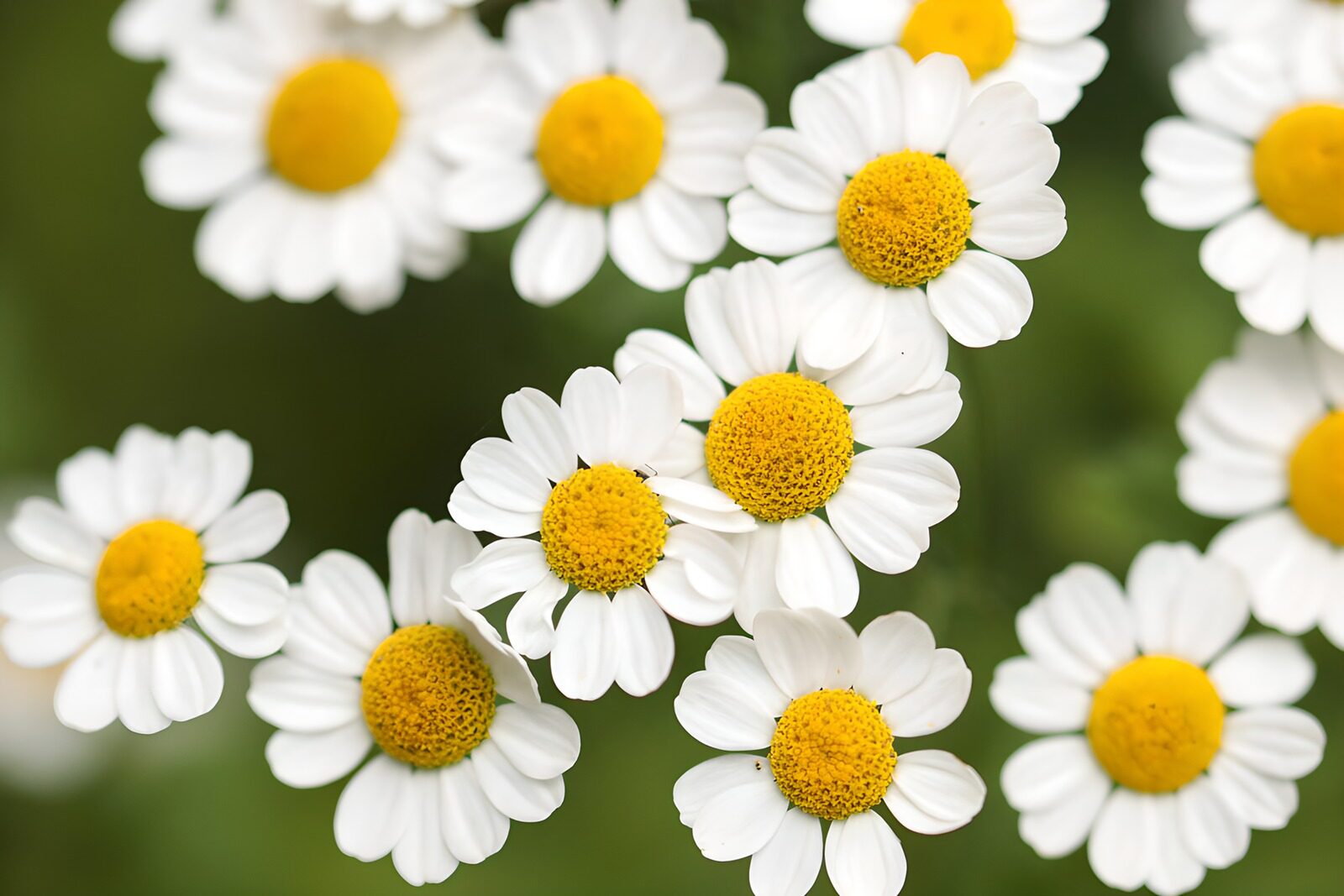 TP90893: Stralende Bloemenweide met Margrieten