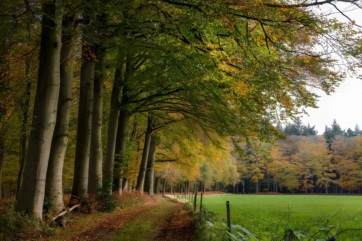 Herfstwandeling door het bos