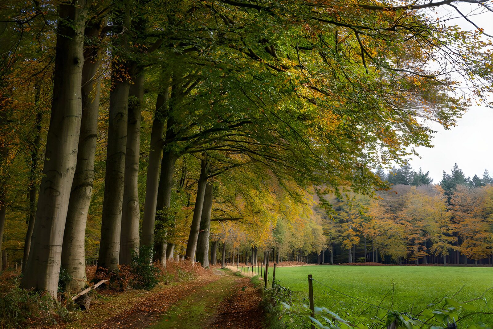 TP38266: Herfstwandeling door het bos