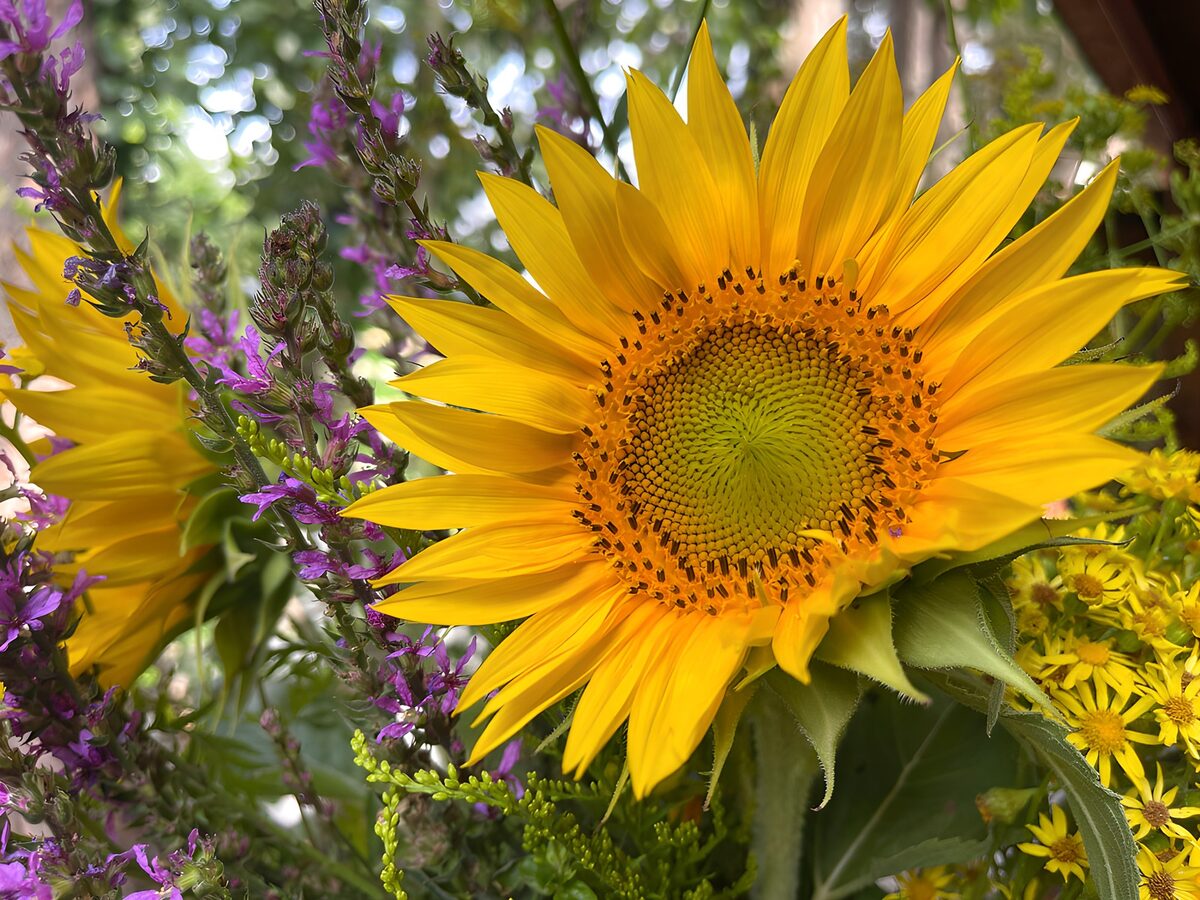 Helder gele zonnebloem