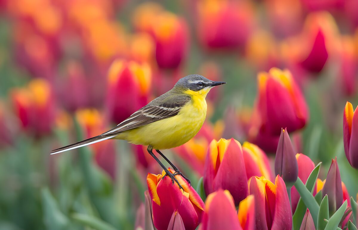 Gele Kwikstaart tussen de tulpen