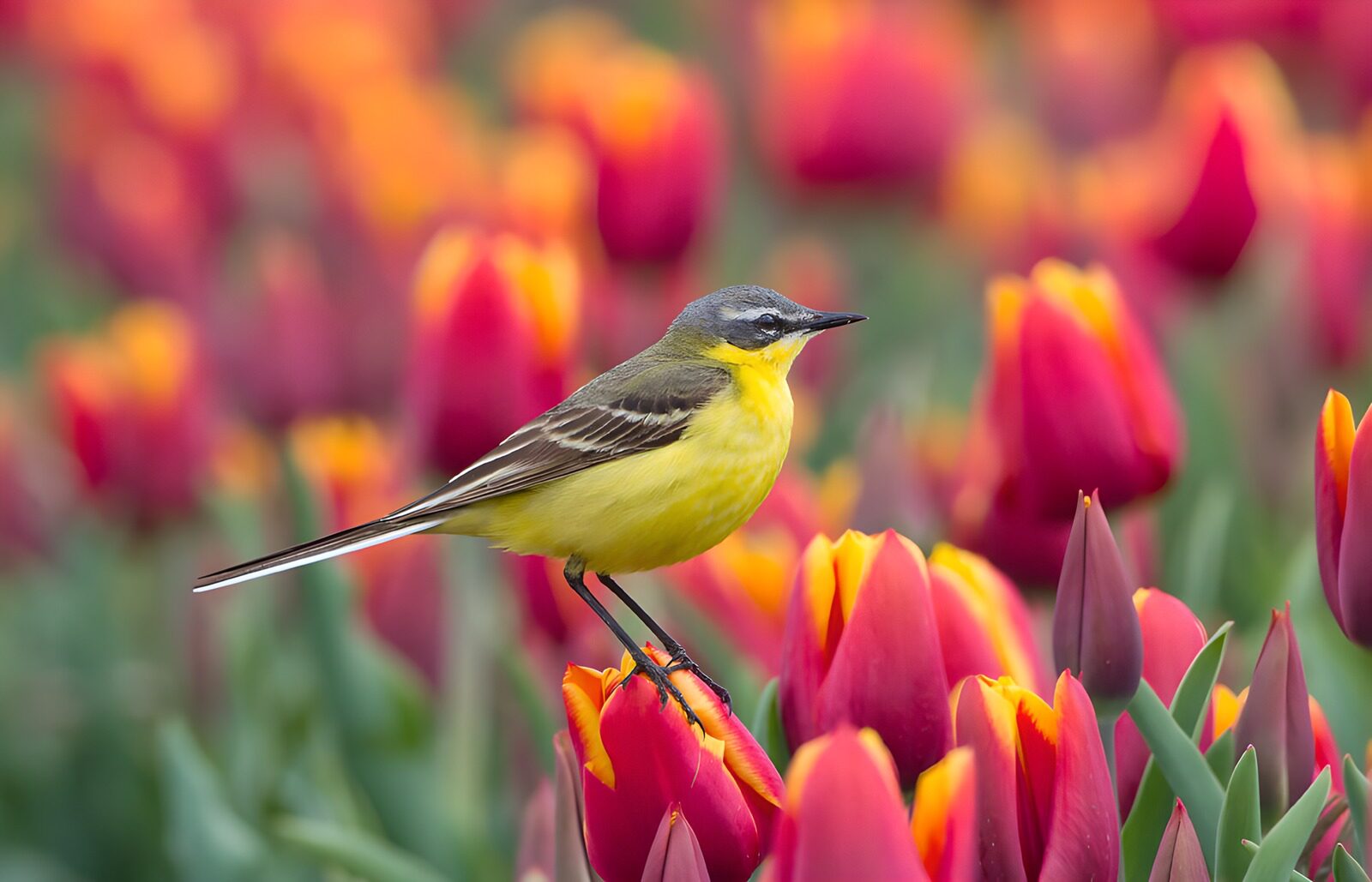 TP10761: Gele Kwikstaart tussen de tulpen