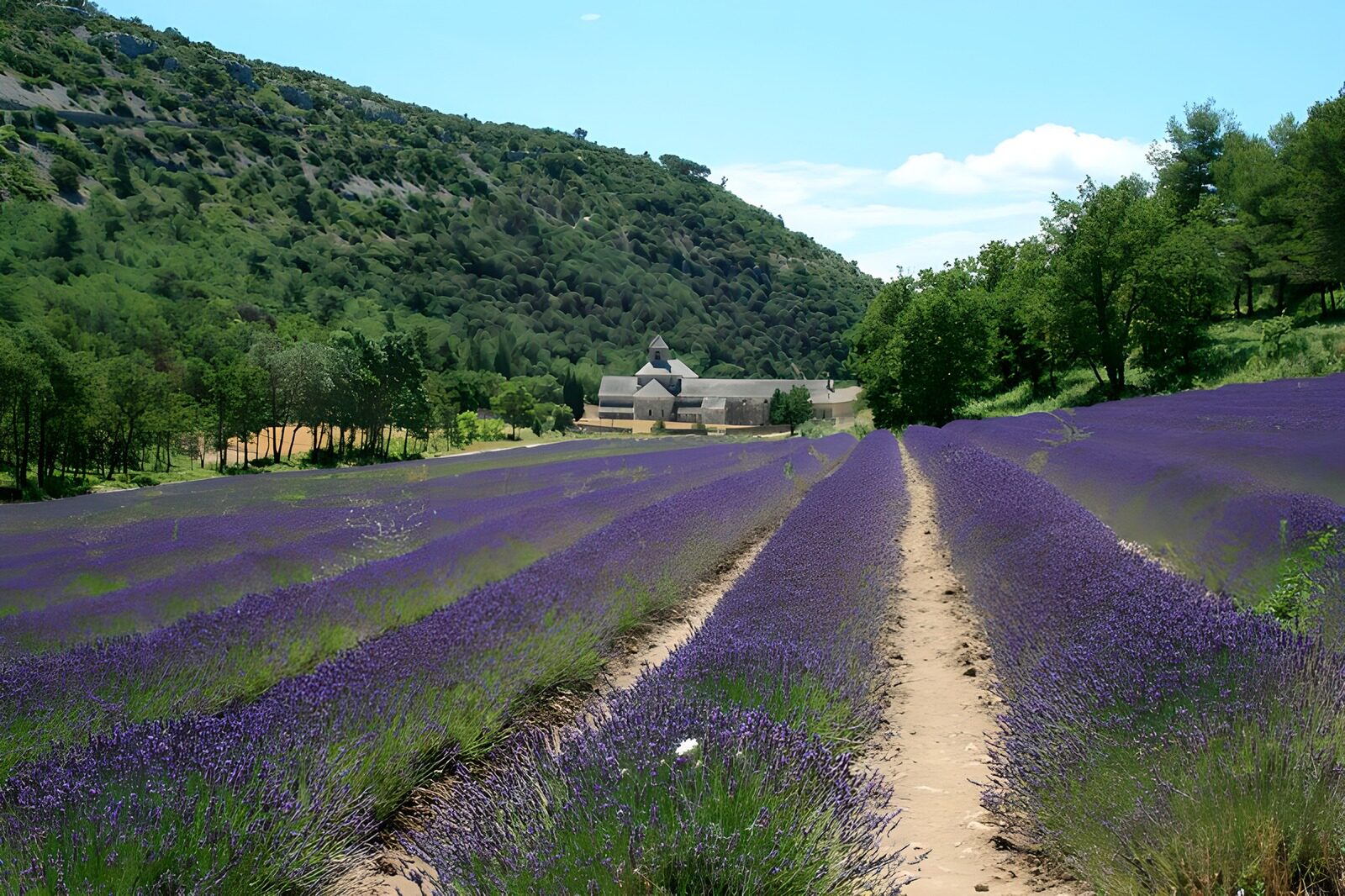 TP61662: Lavendel velden 5