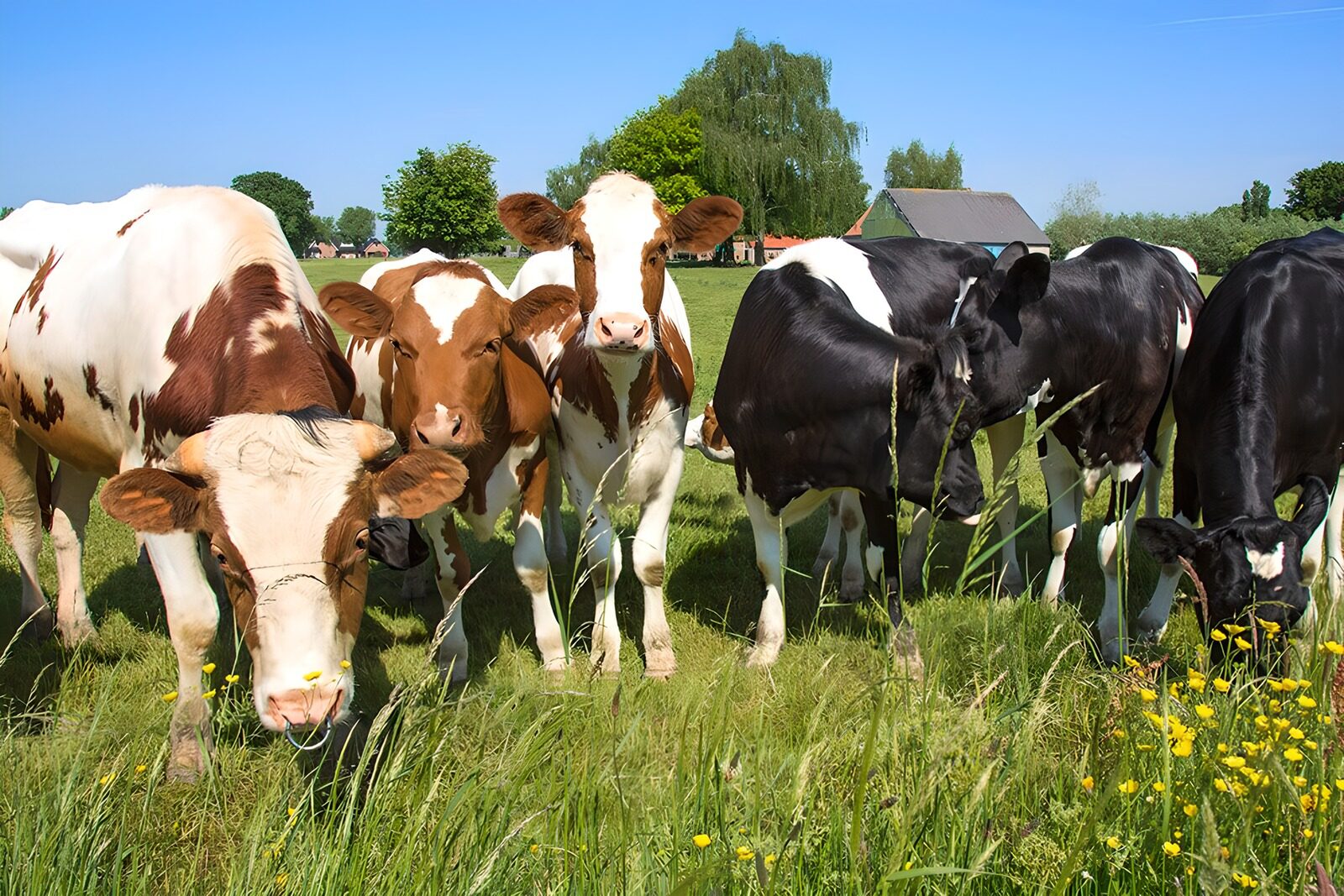 TP48580: Nieuwsgierige koeien in weiland