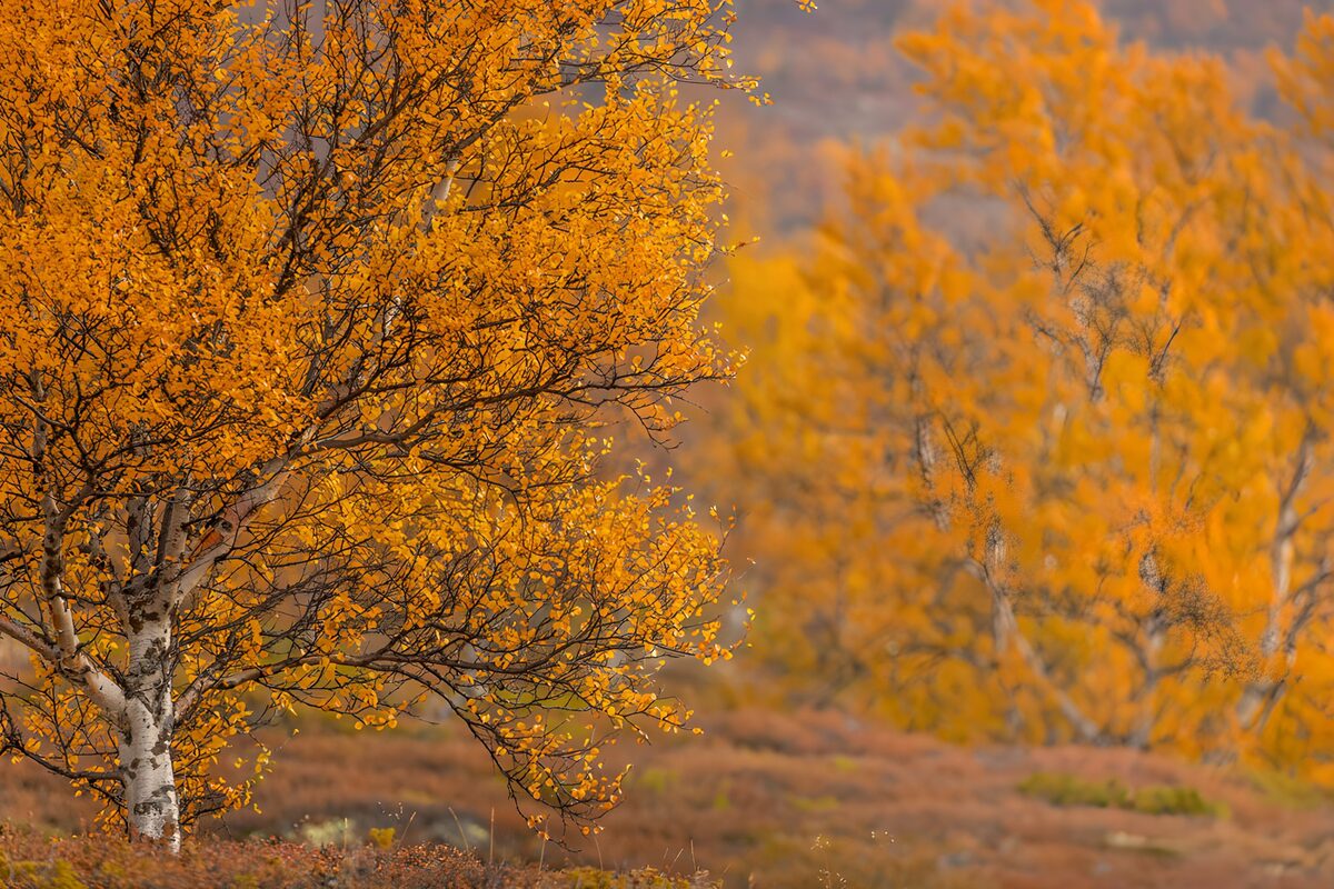 Herfstkleuren in het bos