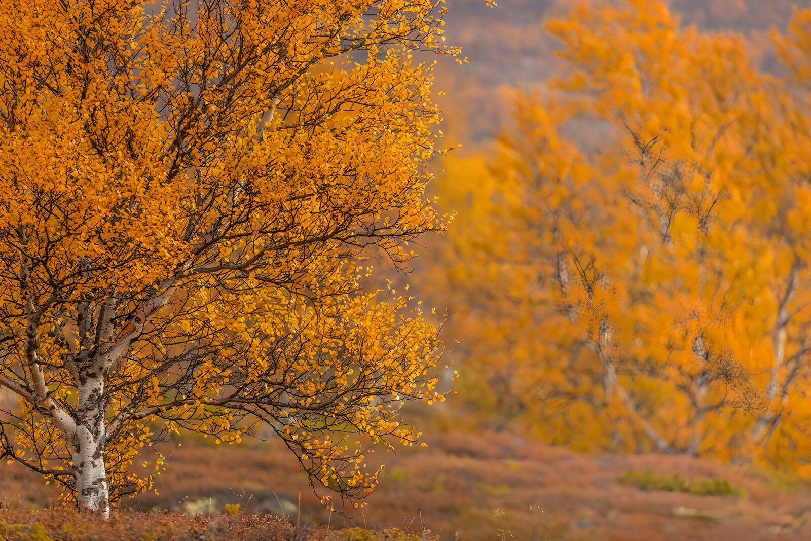 TP11738: Herfstkleuren in het bos