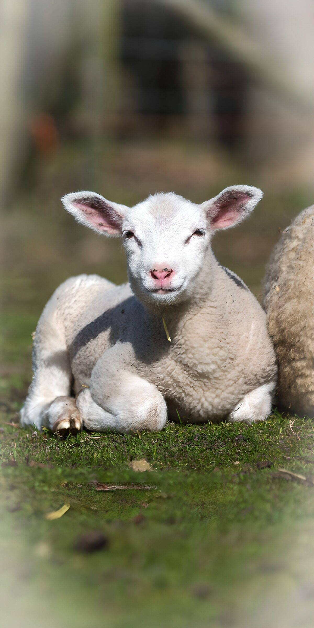 Lammetje in zon