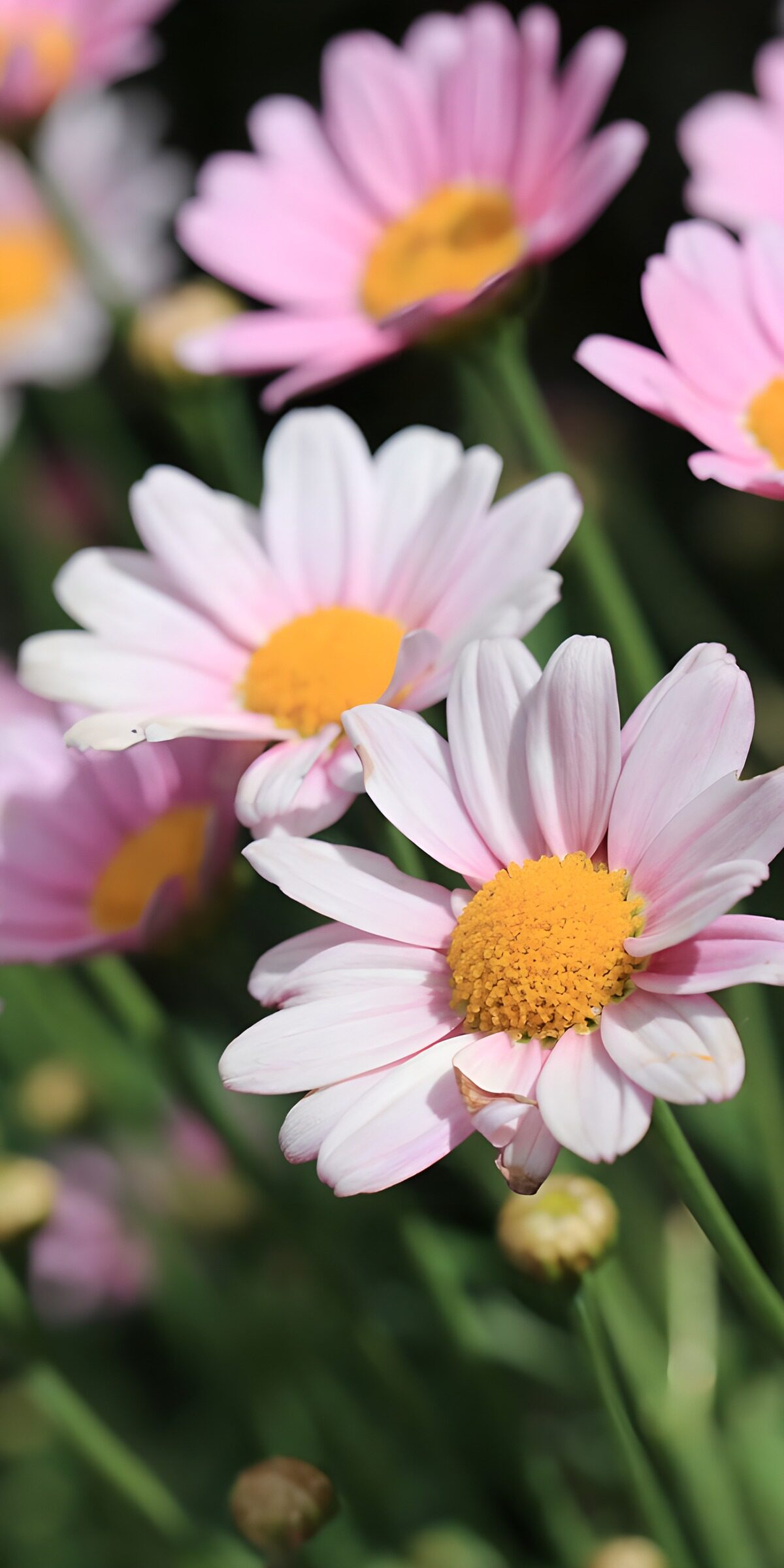 TP75676: Brede bloei van margrieten in de zon
