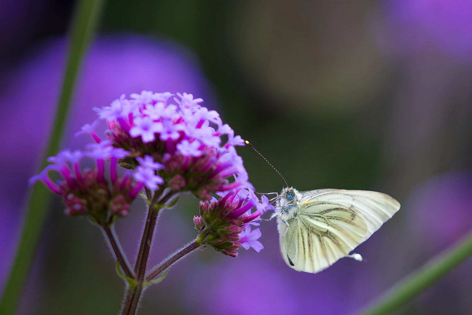 TP89390: Wit vlindertje op paarse bloemen
