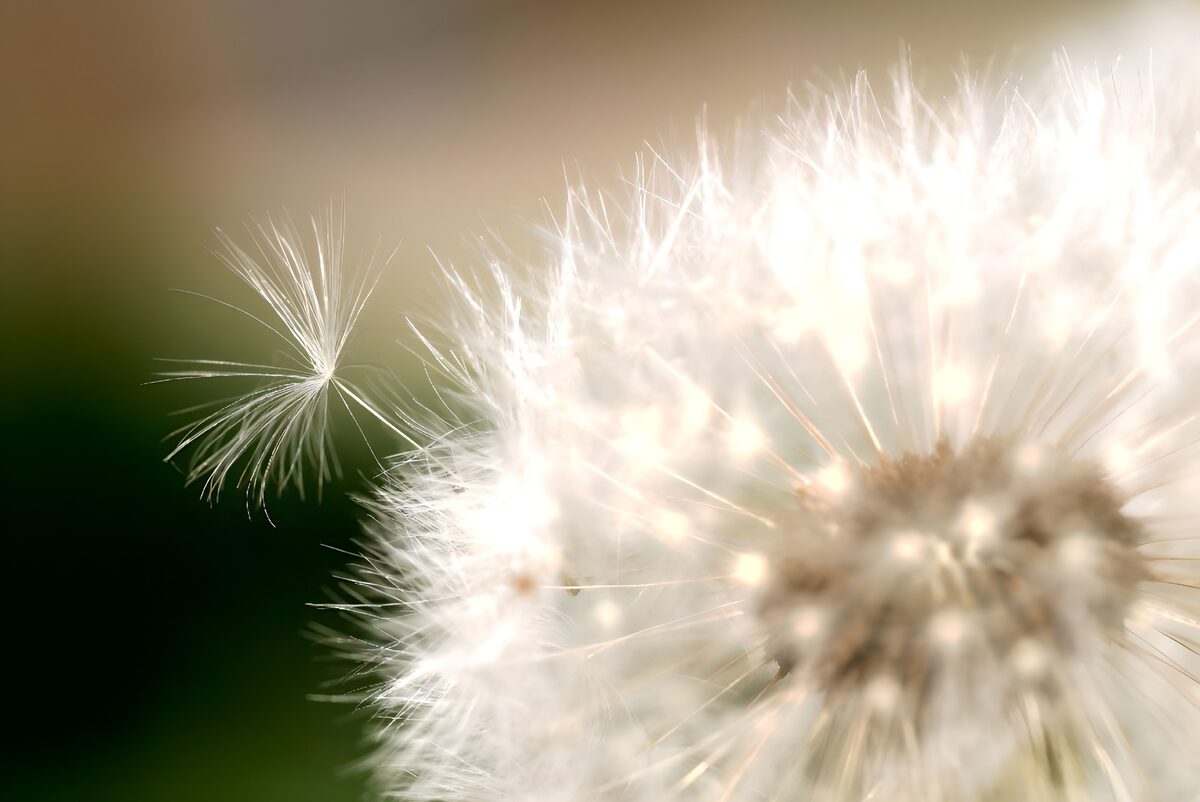 Close-up pappus