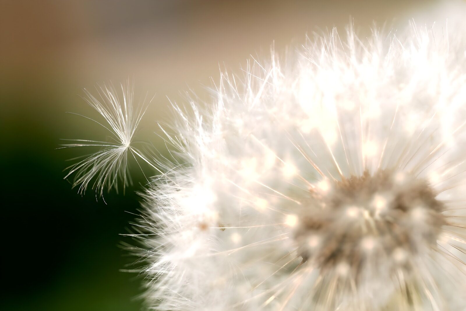 TP40872: Close-up pappus
