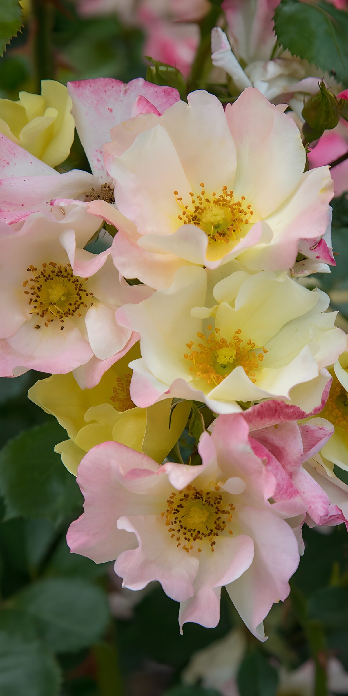 Geel roze rozen