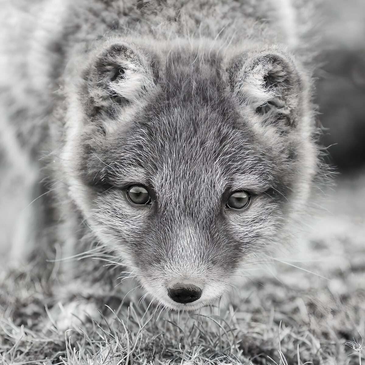 Schattige vos in zwart-wit