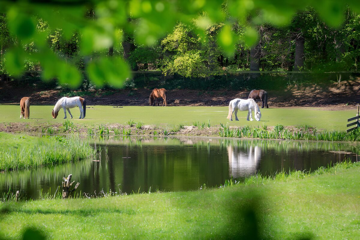 Paarden in een groene weide