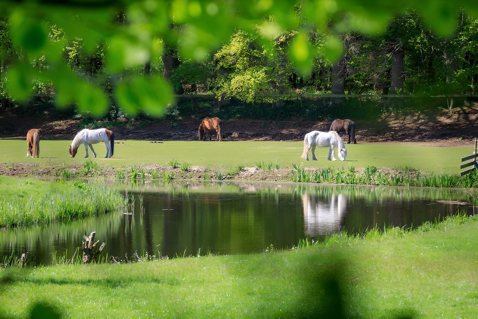 TP58058: Paarden in een groene weide