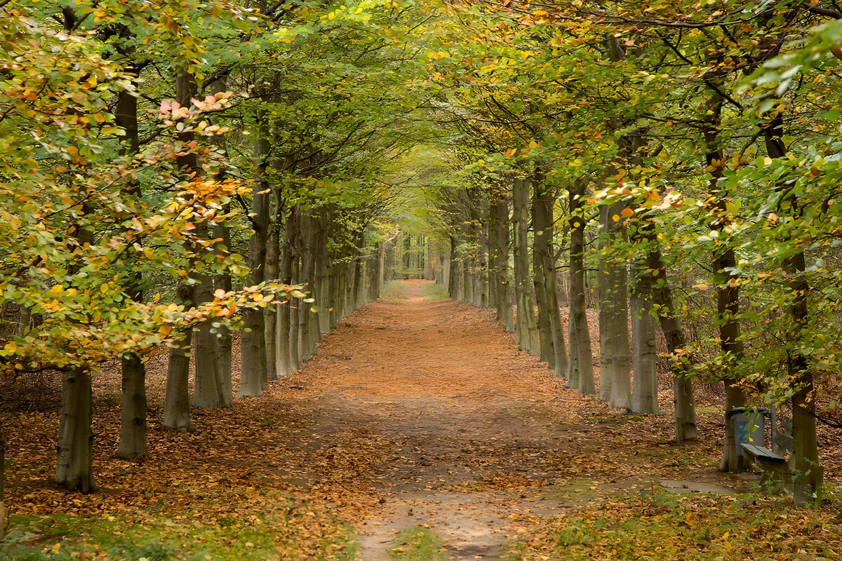 TP26012: Prachtige herfstsfeer in het bos