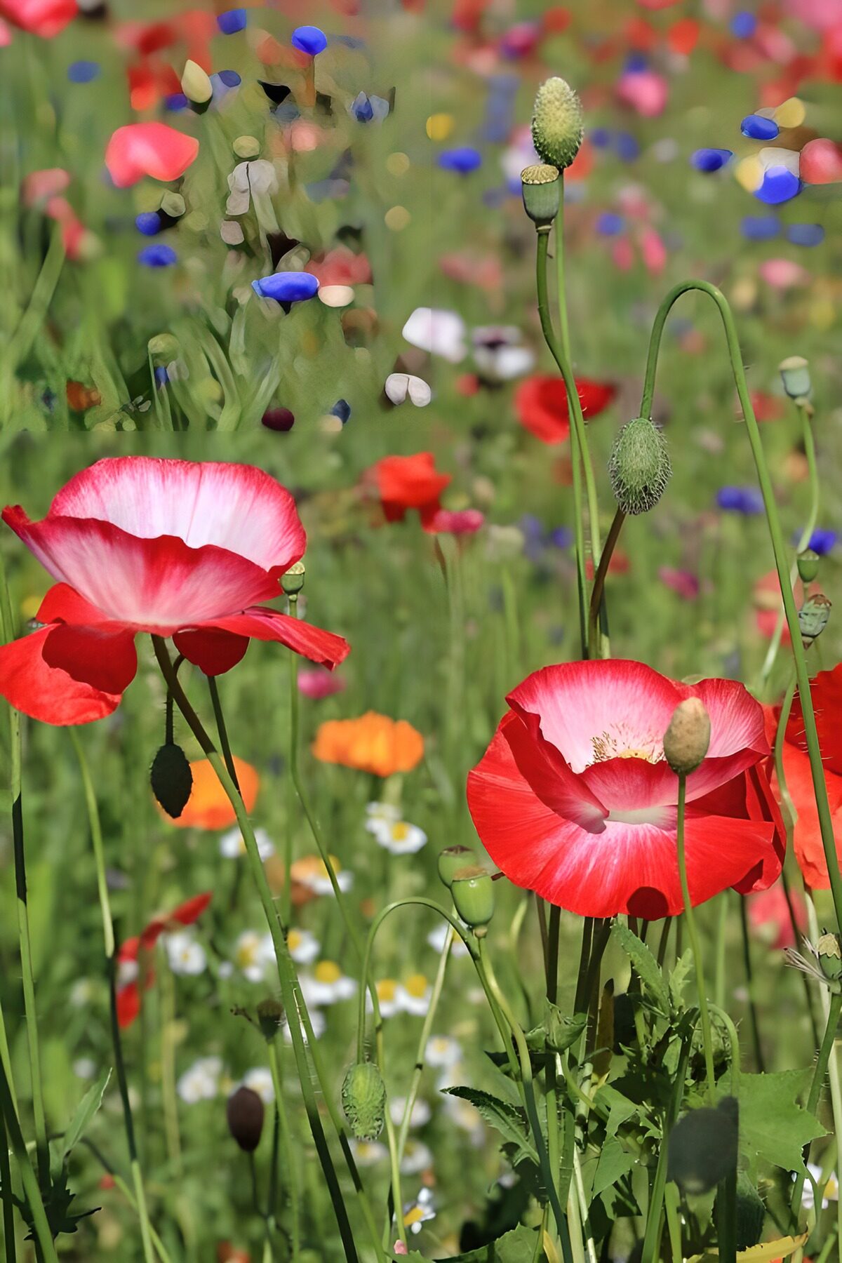 TP35586: Heldere rode bloemen in bloei