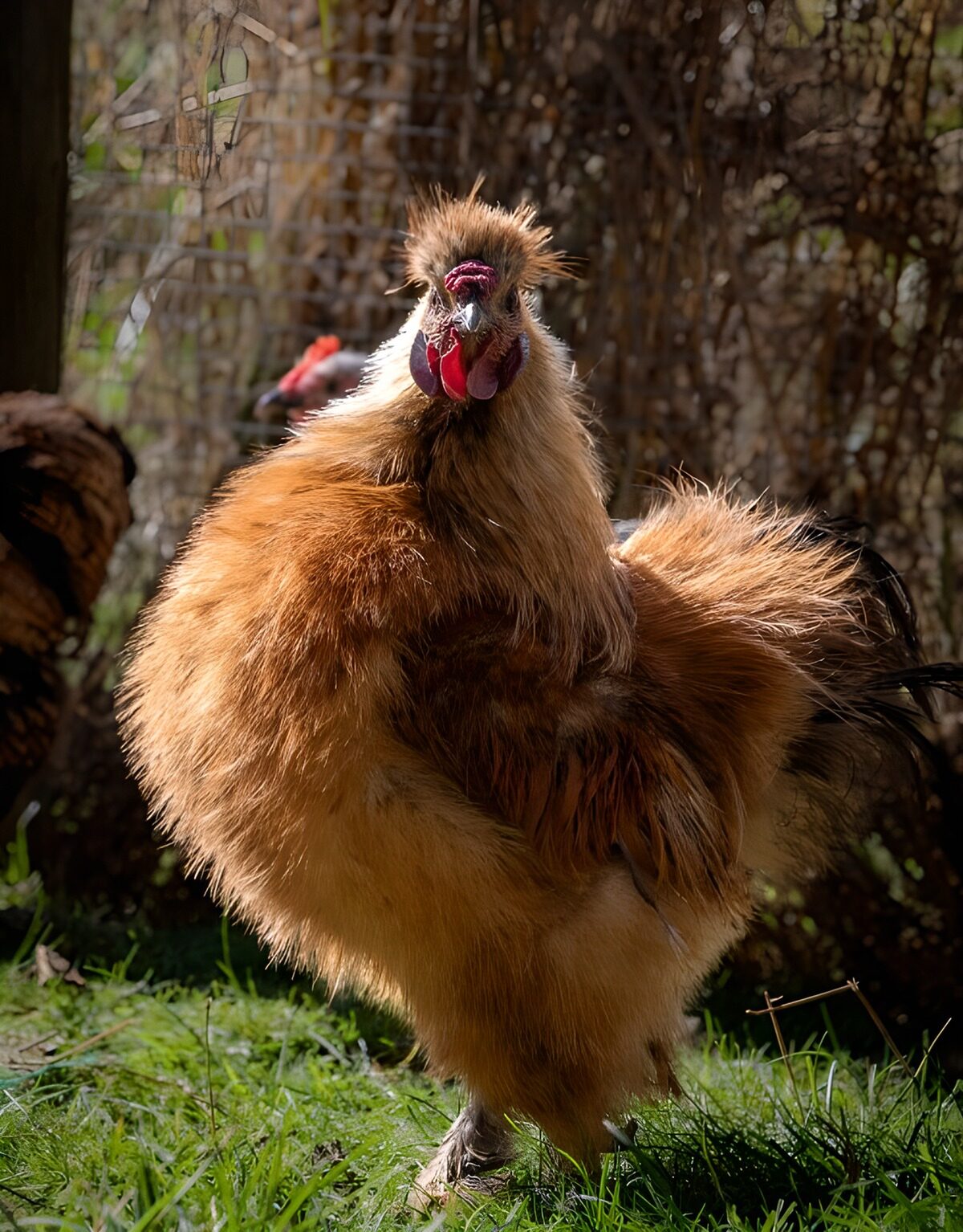 Schattige hen in zonlicht