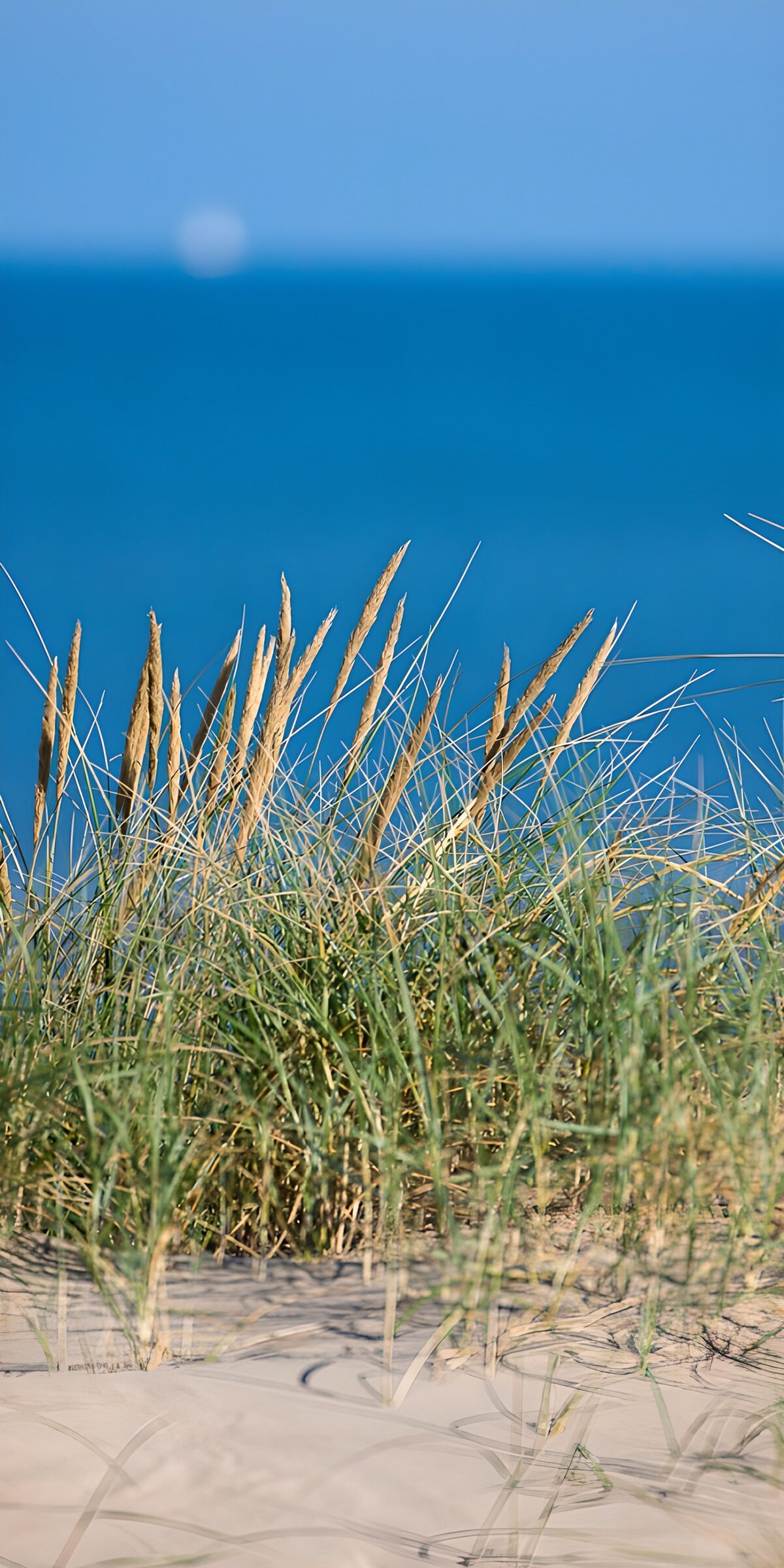 TP54818: Grasduinen aan de Zee