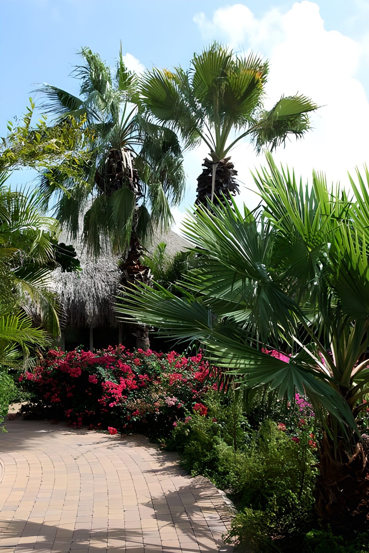 TP30209: Palmbomen blauwe lucht pad met bloemen