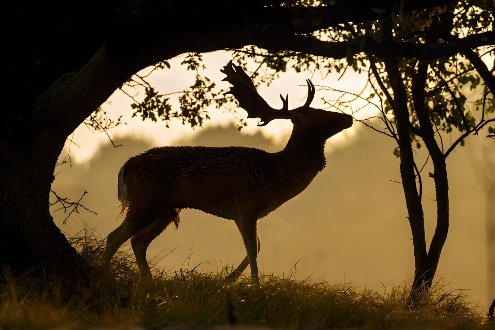 TP48230: Silhouet van een hert in de ochtendzon