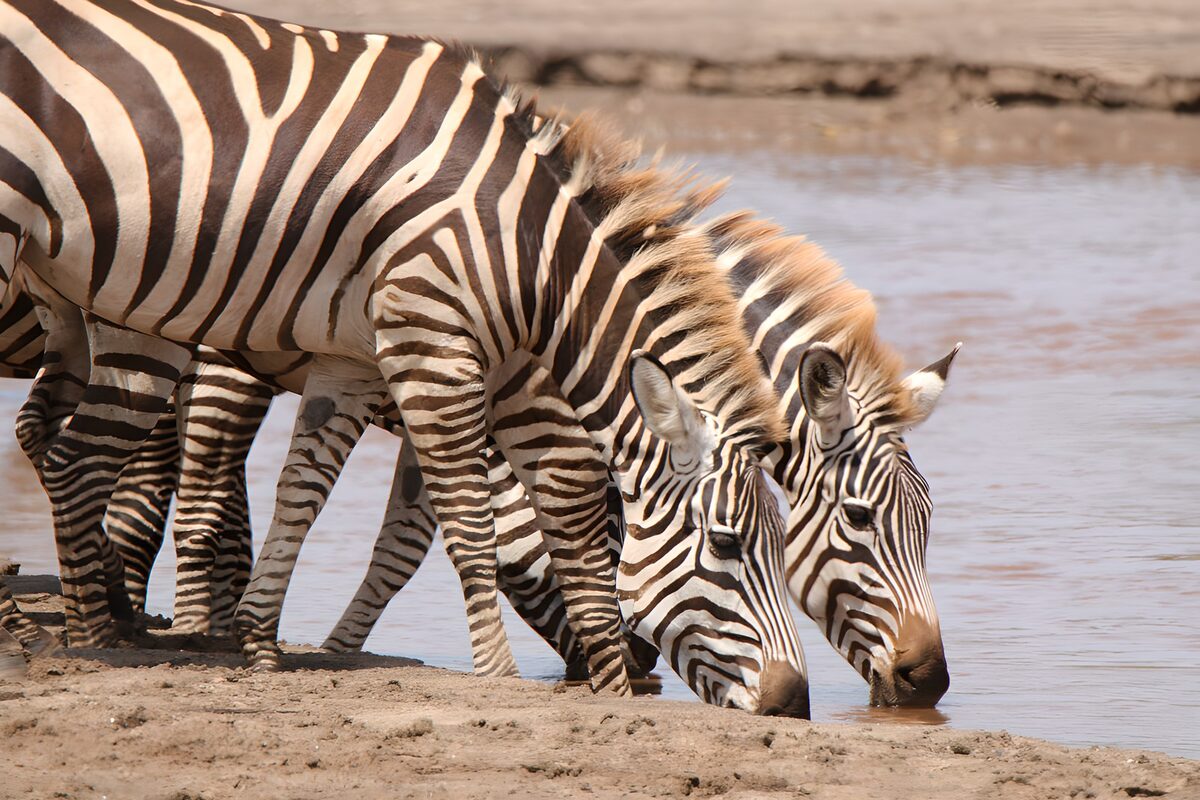Zebras bij de waterkant