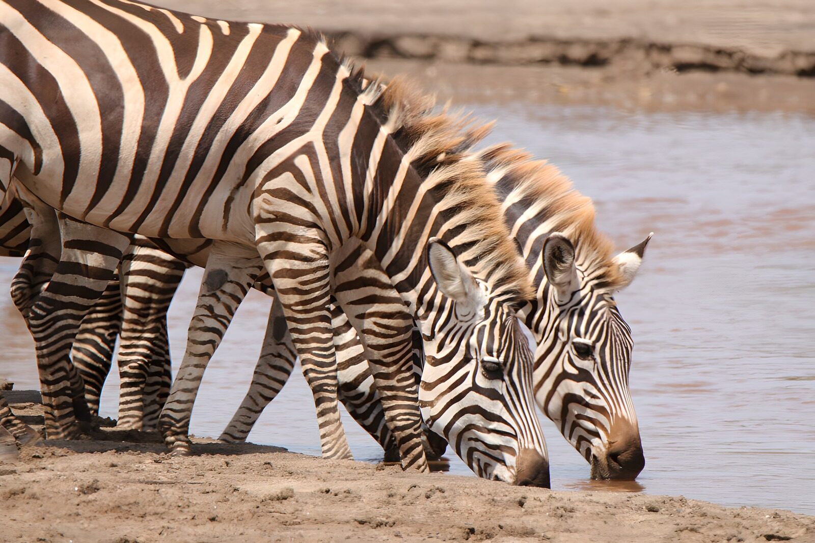 TP67204: Zebras bij de waterkant