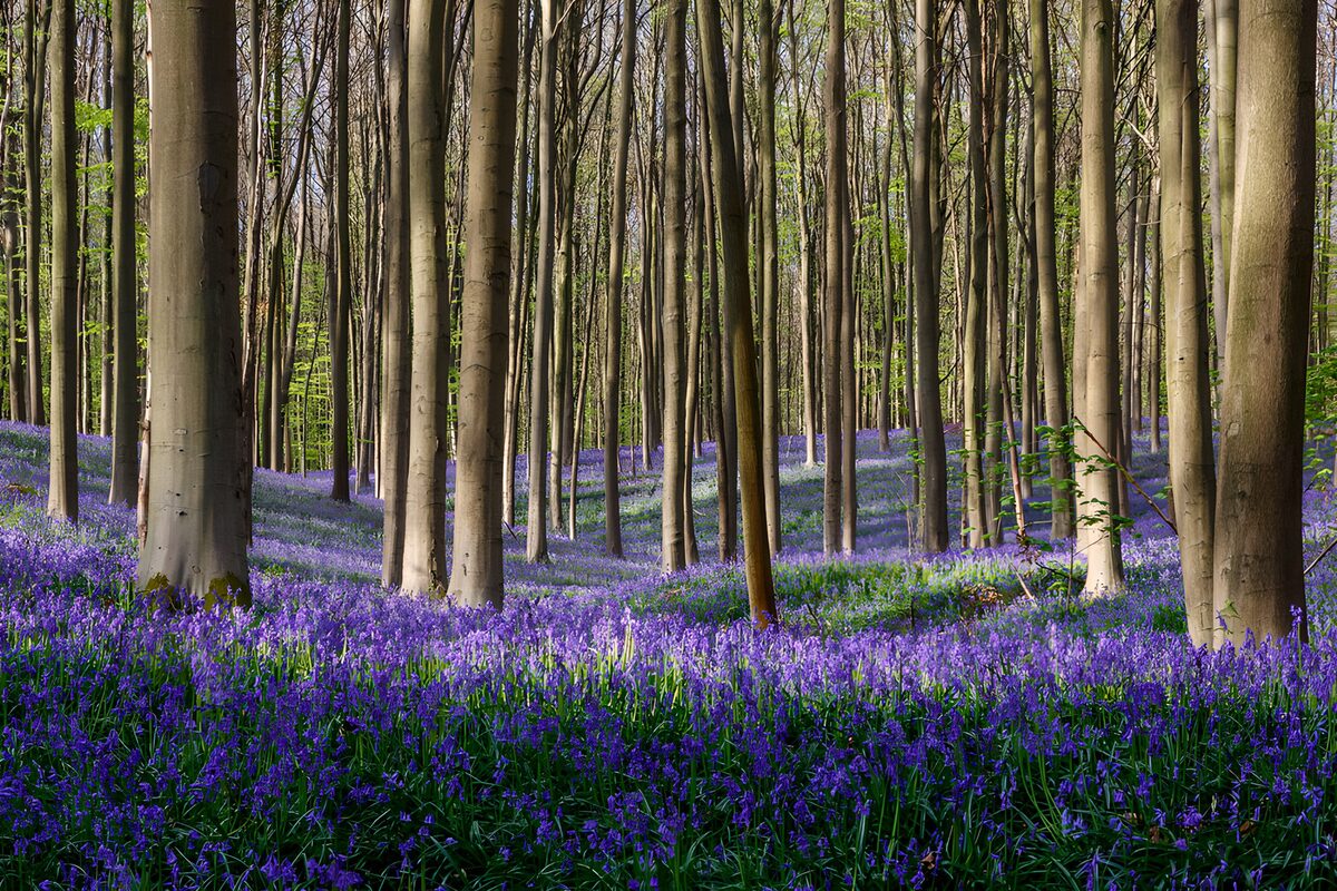 Prachtige paarse bloemen in het bos