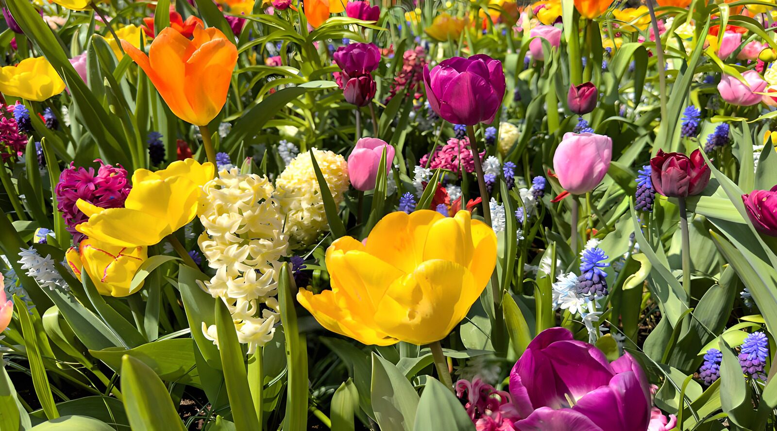 TP12773: Kleurrijke Bloemenpracht in de Lente