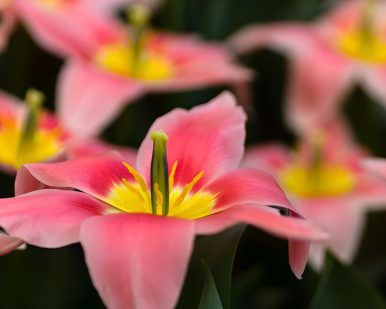 TP29105: Roze tulpen in bloei