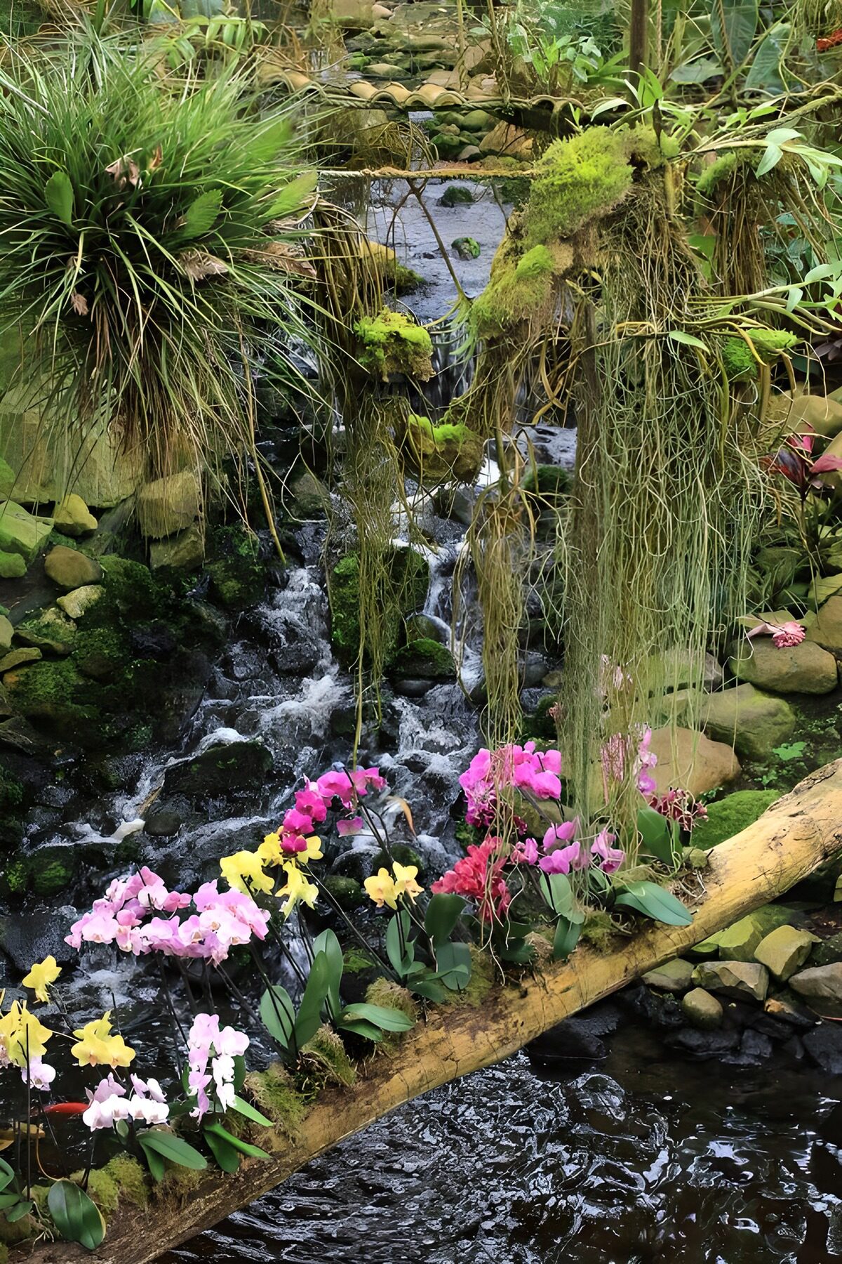 Orchidee op boomstam boven beekje 1