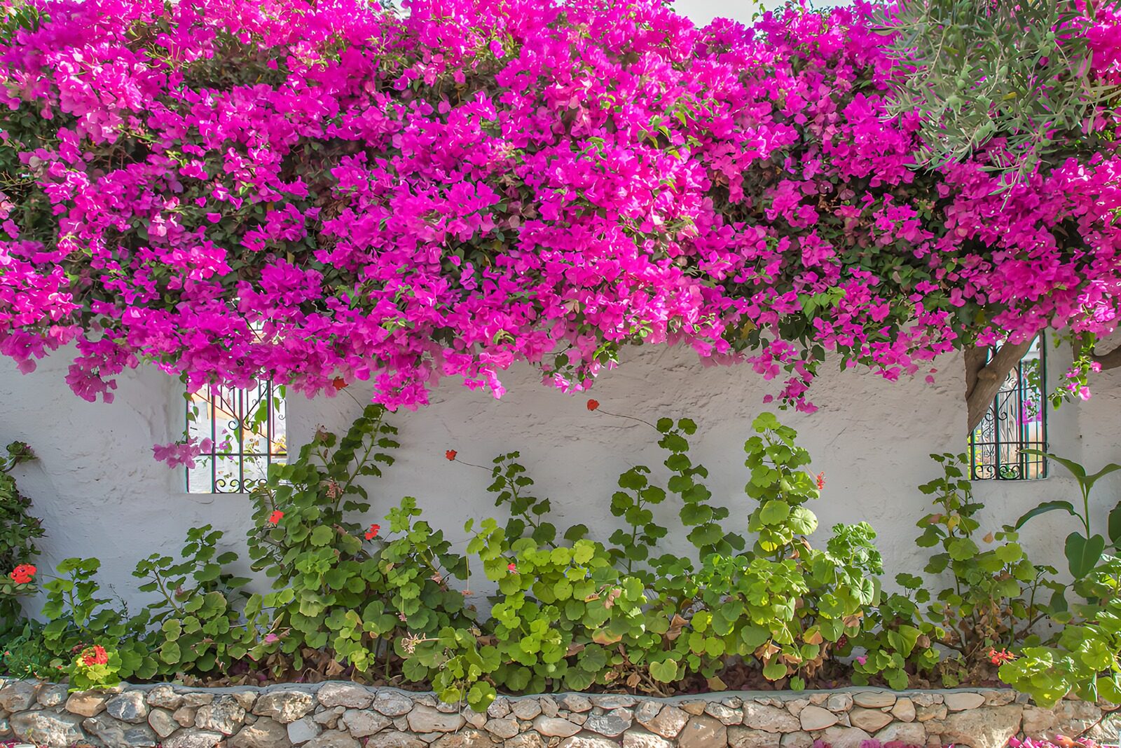 TP75616: Bloeiende Bougainvillea tegen een Muur