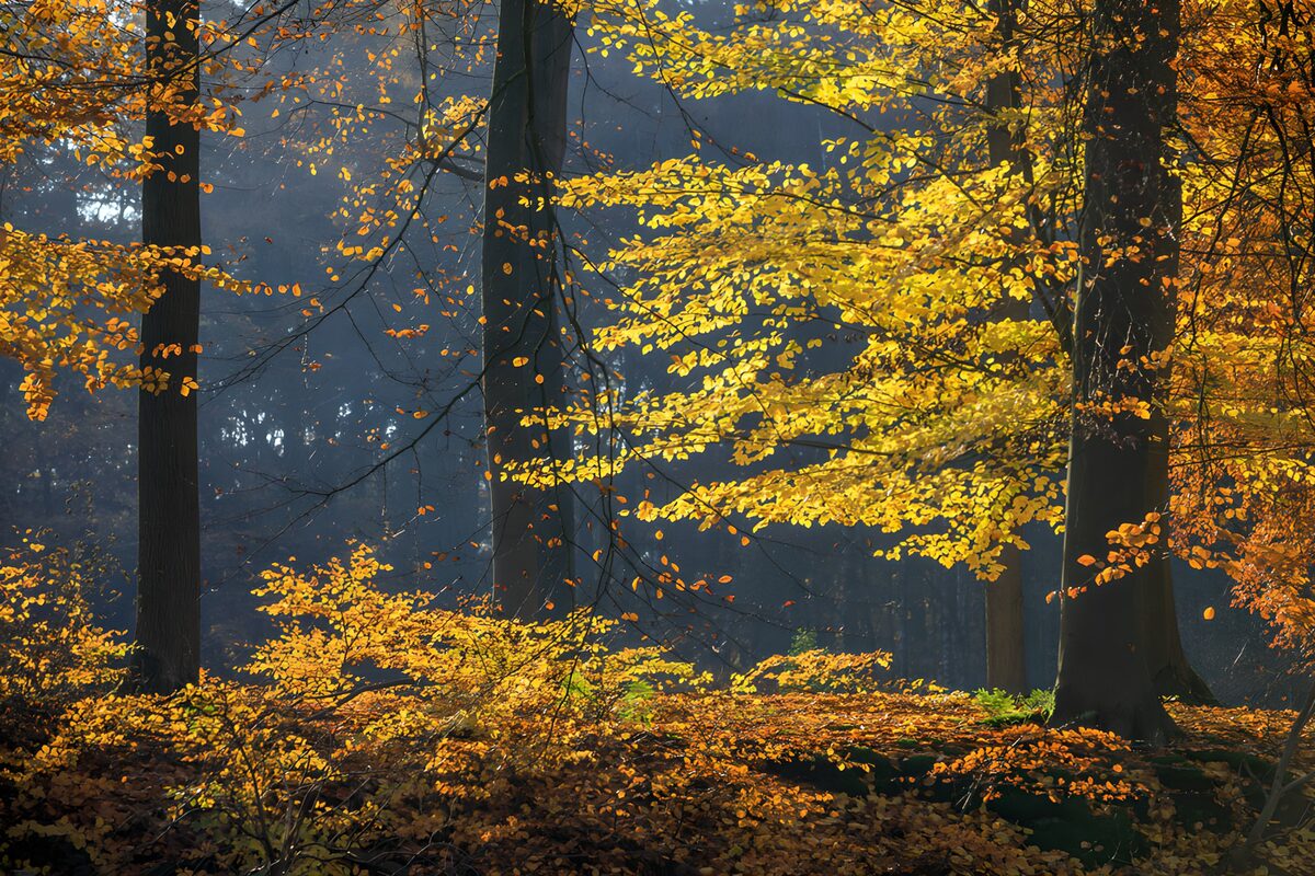 Stralende herfstkleuren in het bos