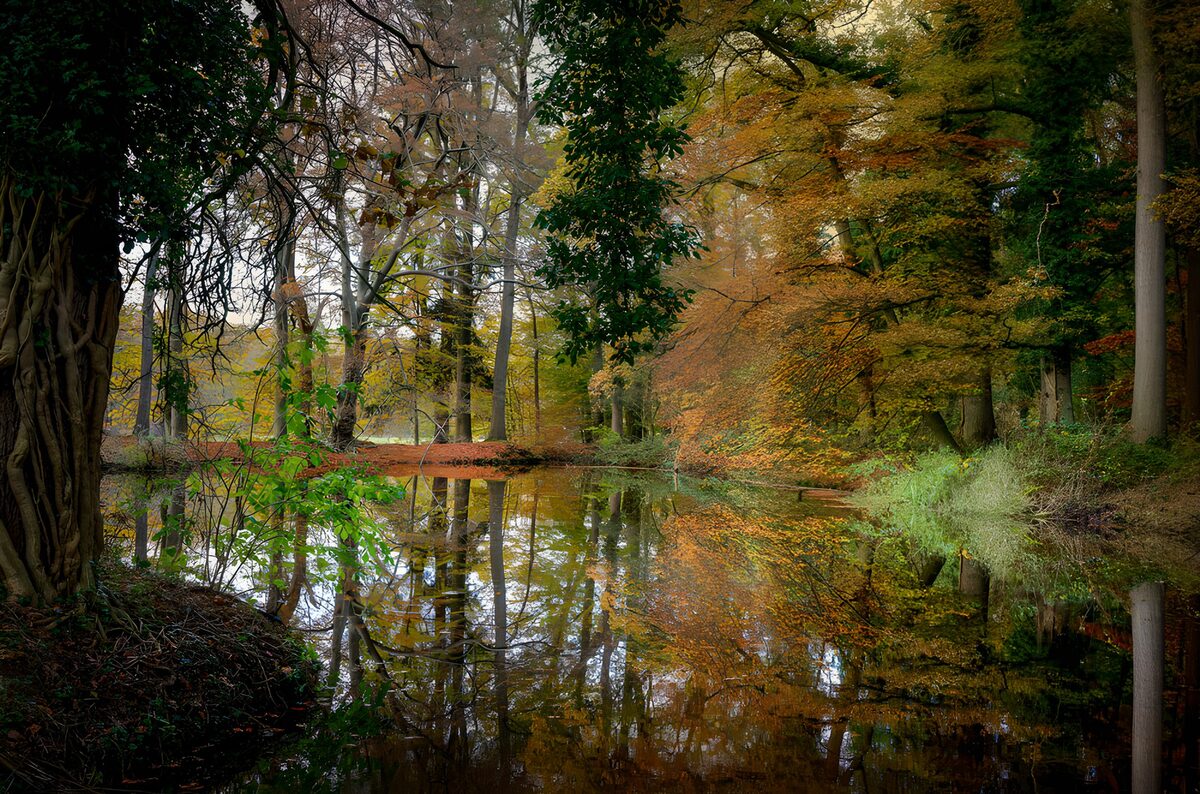 Herfstreflecties in het bos