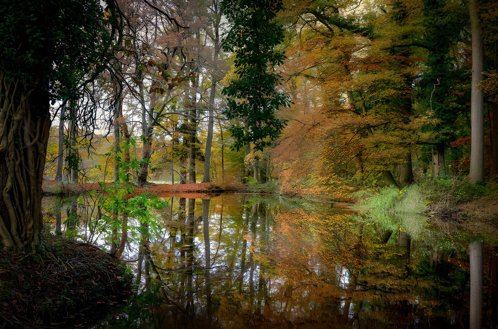 TP81307: Herfstreflecties in het bos