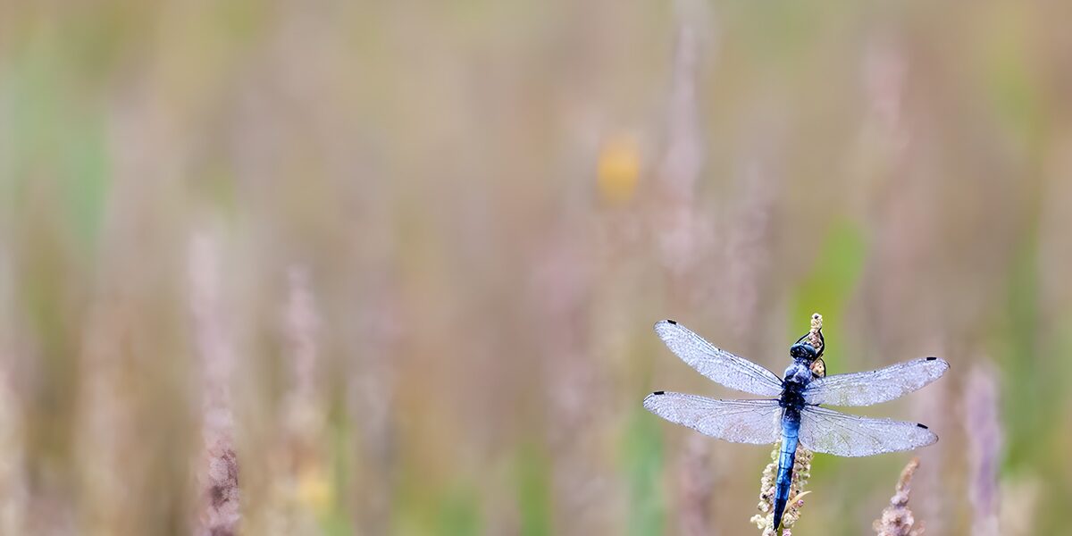 Libelle op wazig achtergrond