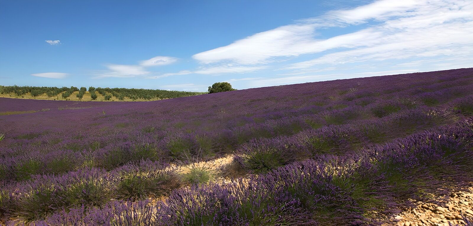 TP70502: Prachtig lavendelveld onder een blauwe lucht