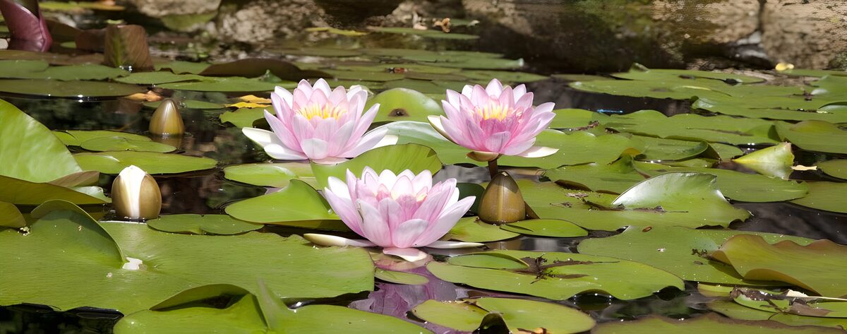 TP85815: Prachtige waterlelies op een vijver