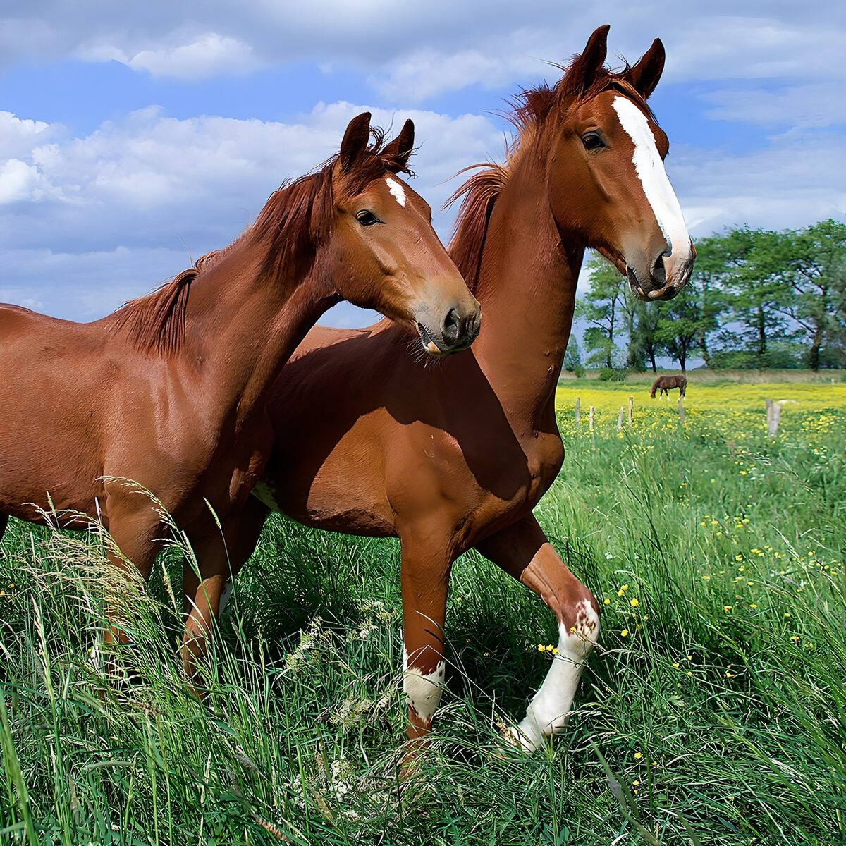 Twee mooie paarden in het gras