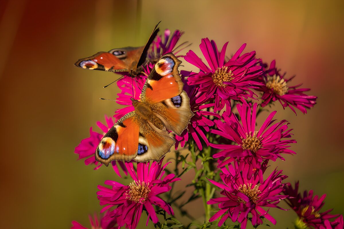 Vlinders op kleurrijke bloemen