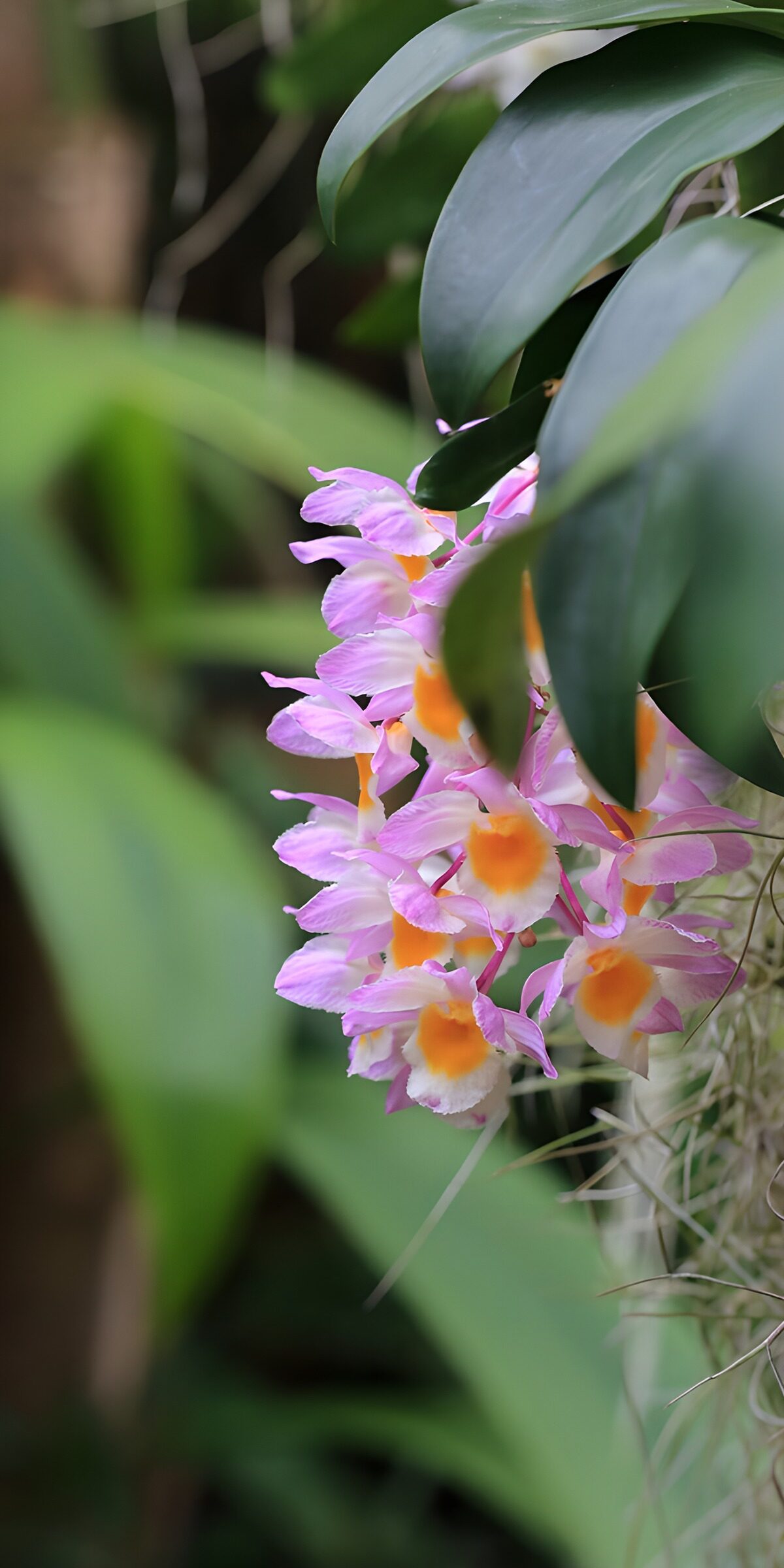 TP42932: Prachtige paarse orchideeën