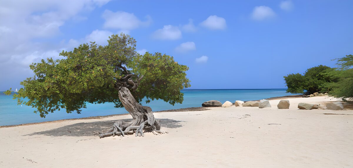 TP81744: Eenzaam boom op het strand